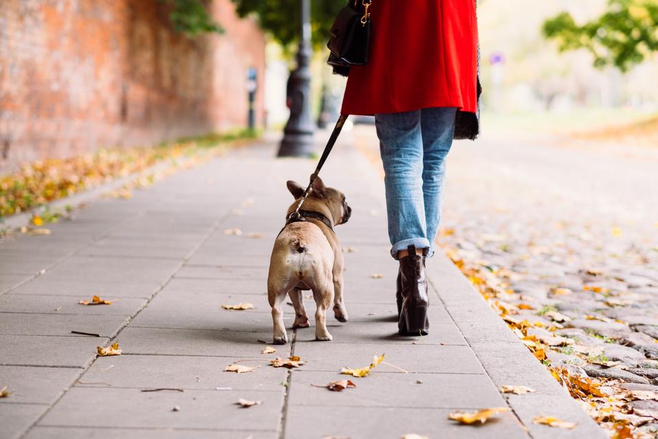 Persona paseando a un bulldog francés por una vereda cubierta de hojas de otoño